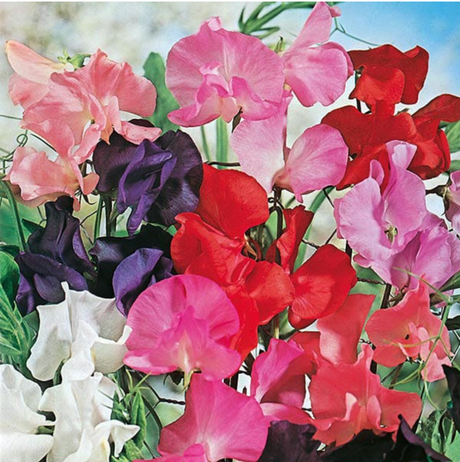 Sweet Pea Flower Seeds - Dandys Landscape Supplies