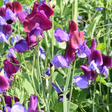 Sweet Pea Flower Seeds - Dandys Landscape Supplies