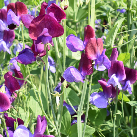 Sweet Pea Flower Seeds - Dandys Landscape Supplies