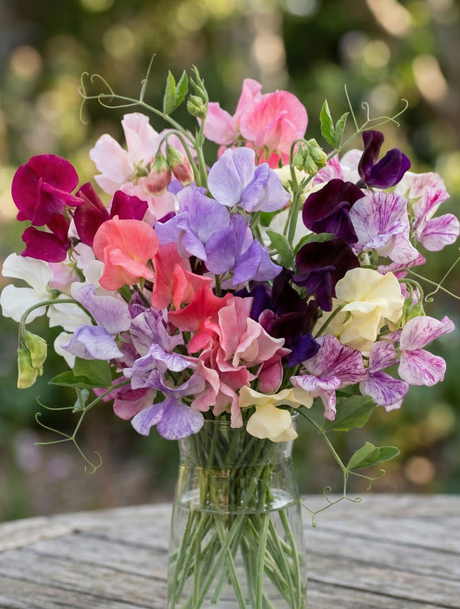 Sweet Pea Heaven Scent - Dandys Landscape Supplies