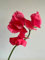 Sweet Pea Mammoth Rose Pink Seeds - Dandys Landscape Supplies
