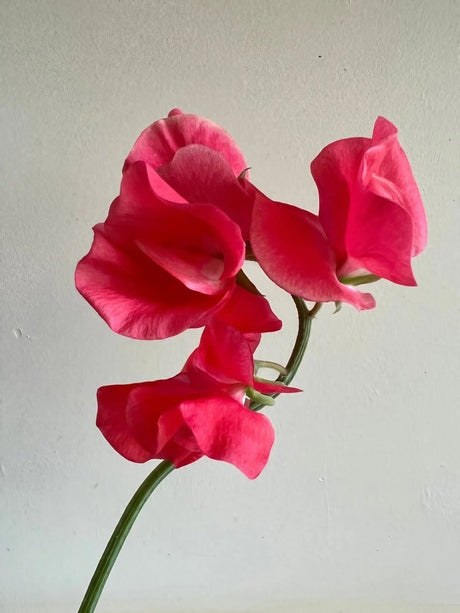 Sweet Pea Mammoth Rose Pink Seeds - Dandys Landscape Supplies