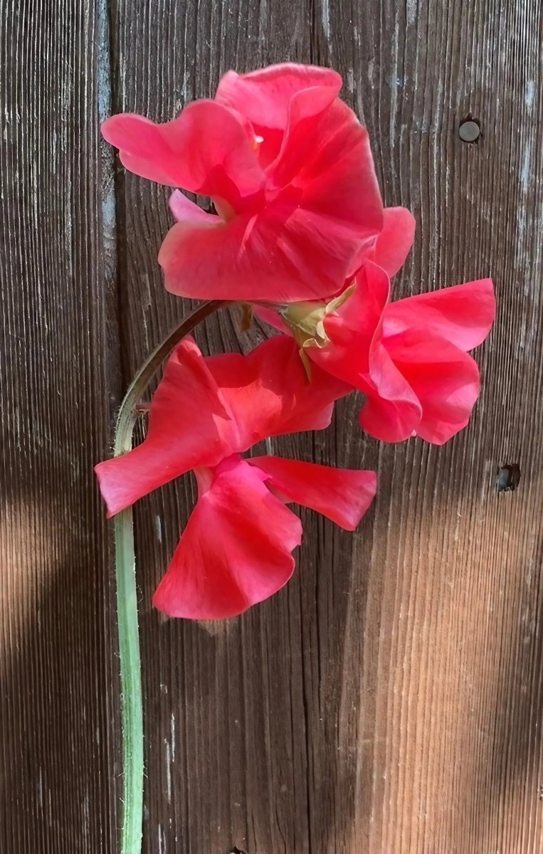 Sweet Pea Mammoth Rose Pink Seeds - Dandys Landscape Supplies