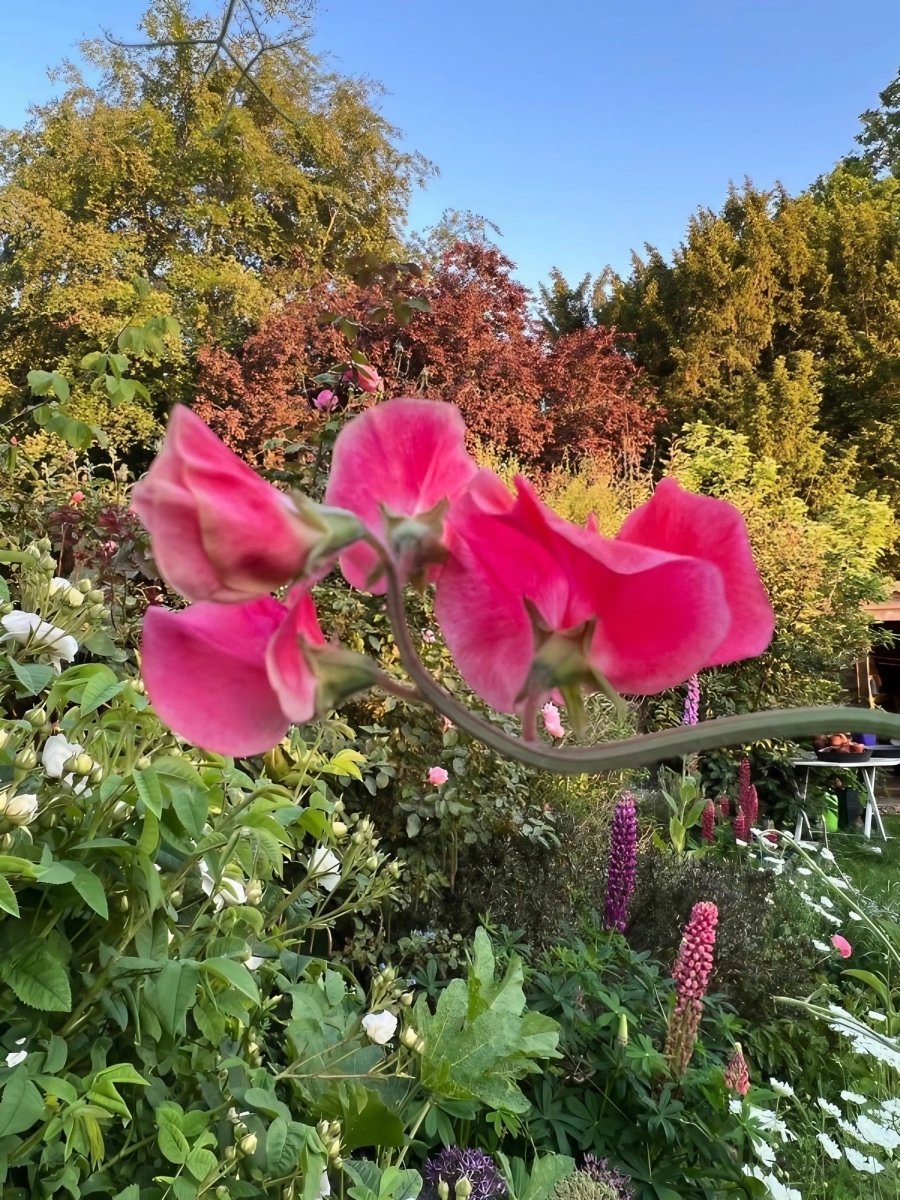 Sweet Pea Mammoth Rose Pink Seeds - Dandys Landscape Supplies