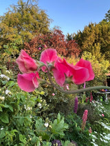 Sweet Pea Mammoth Rose Pink Seeds - Dandys Landscape Supplies