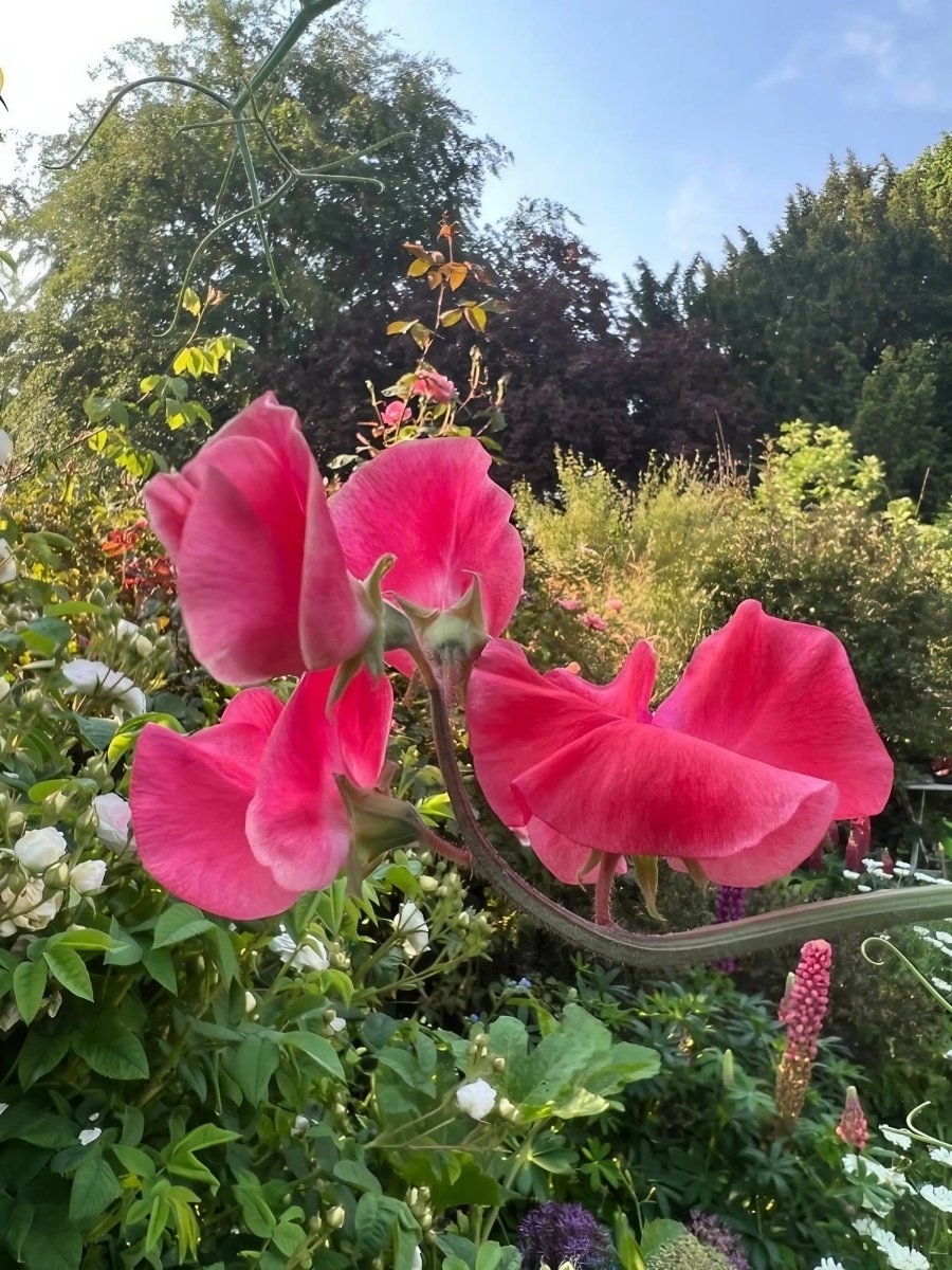 Sweet Pea Mammoth Rose Pink Seeds - Dandys Landscape Supplies