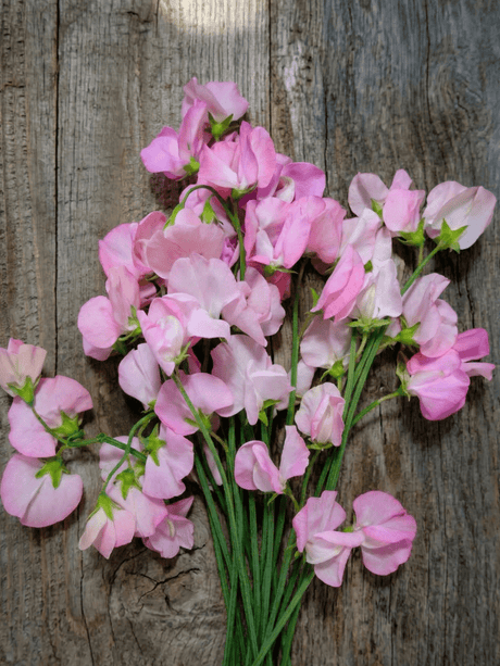 Sweet Pea Mollie Rilstone - Dandys Landscape Supplies