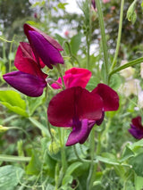 Sweet Pea Old Spice Starry Night - Dandys Landscape Supplies