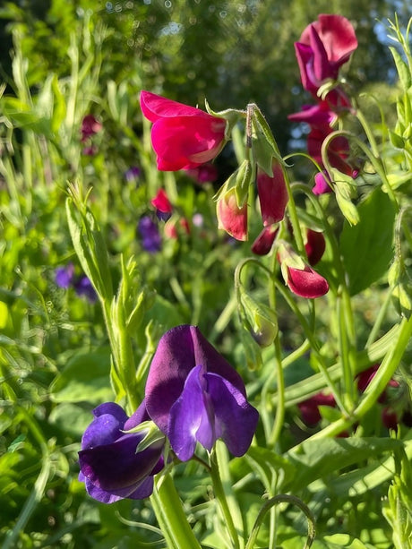 Sweet Pea Old Spice Starry Night - Dandys Landscape Supplies