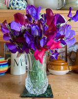 Sweet Pea Old Spice Starry Night - Dandys Landscape Supplies