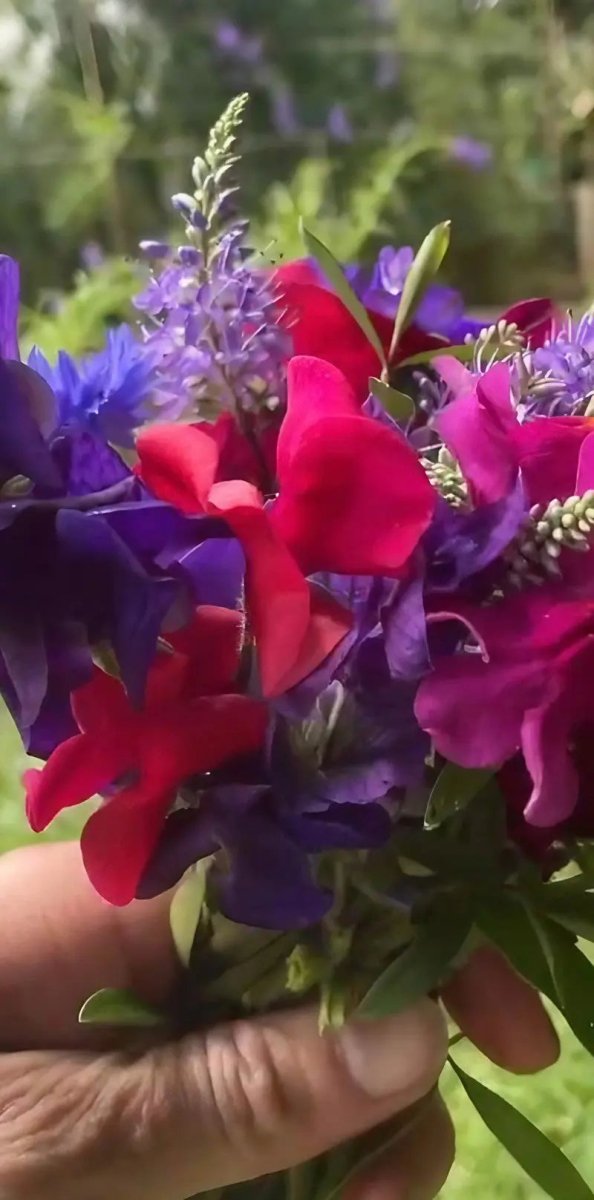Sweet Pea Old Spice Starry Night - Dandys Landscape Supplies