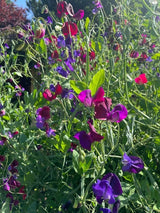 Sweet Pea Old Spice Starry Night - Dandys Landscape Supplies