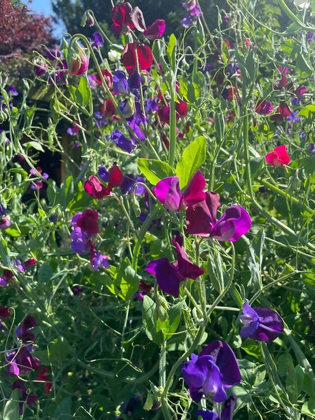 Sweet Pea Old Spice Starry Night - Dandys Landscape Supplies