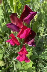 Sweet Pea Old Spice Starry Night - Dandys Landscape Supplies