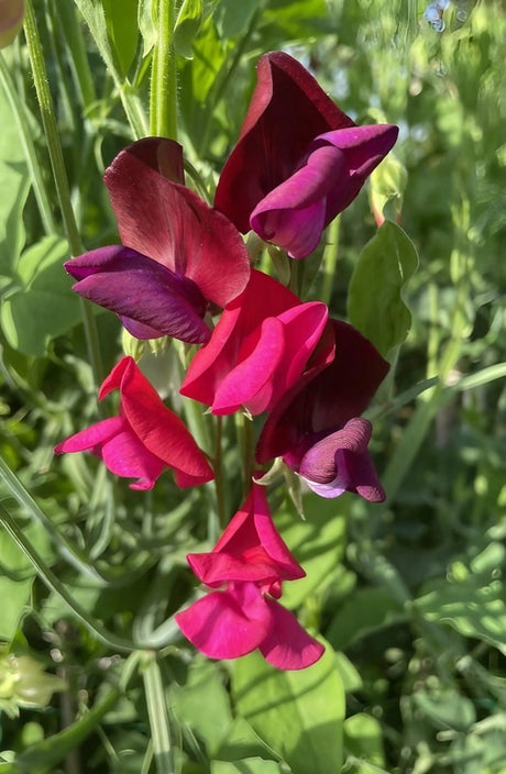 Sweet Pea Old Spice Starry Night - Dandys Landscape Supplies