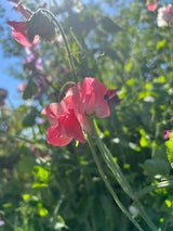 Sweet Pea Parfume Edith Flanagan Seeds - Dandys Landscape Supplies