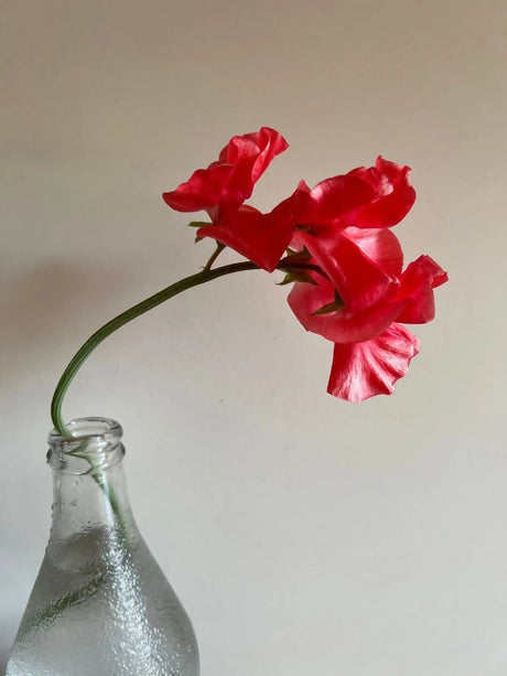 Sweet Pea Parfume Edith Flanagan Seeds - Dandys Landscape Supplies