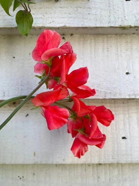 Sweet Pea Parfume Edith Flanagan Seeds - Dandys Landscape Supplies