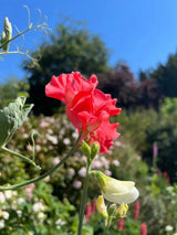 Sweet Pea Parfume Edith Flanagan Seeds - Dandys Landscape Supplies