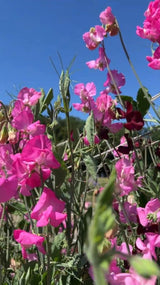 Sweet Pea Parfume Millennium - Dandys Landscape Supplies