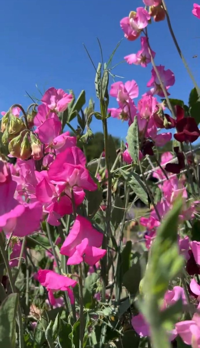 Sweet Pea Parfume Millennium - Dandys Landscape Supplies