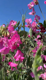 Sweet Pea Parfume Millennium - Dandys Landscape Supplies