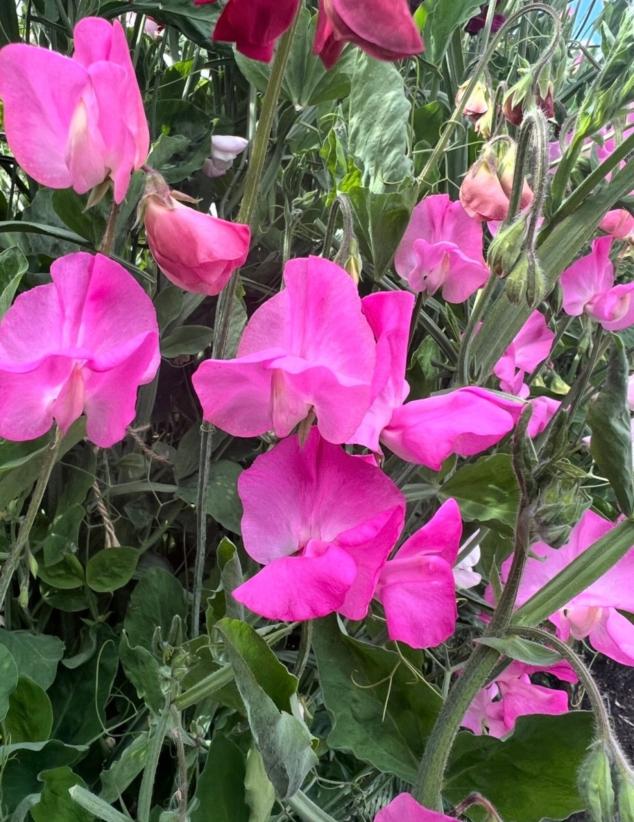 Sweet Pea Parfume Millennium - Dandys Landscape Supplies