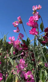 Sweet Pea Parfume Millennium - Dandys Landscape Supplies