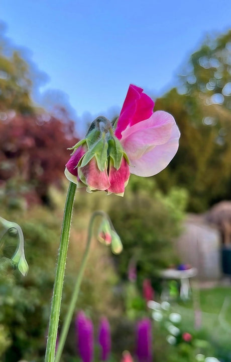 Sweet Pea Parfume Promise - Dandys Landscape Supplies