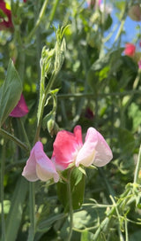 Sweet Pea Parfume Promise - Dandys Landscape Supplies