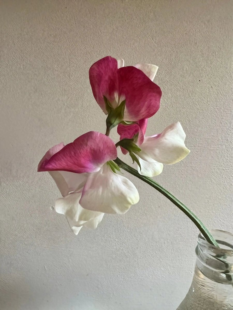 Sweet Pea Parfume Promise - Dandys Landscape Supplies