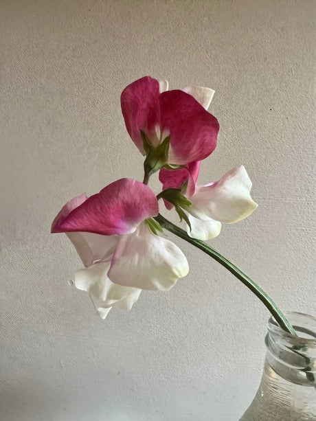 Sweet Pea Parfume Promise - Dandys Landscape Supplies