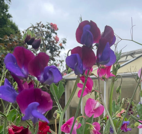 Sweet Pea Purple Pimpernell Seeds - Dandys Landscape Supplies