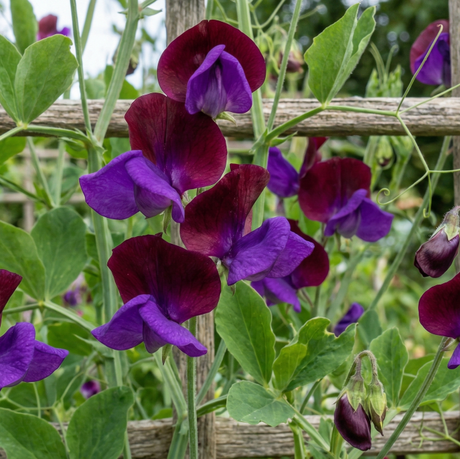 Sweet Pea Purple Pimpernell Seeds - Dandys Landscape Supplies
