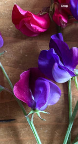 Sweet Pea Purple Pimpernell Seeds - Dandys Landscape Supplies