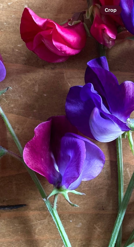 Sweet Pea Purple Pimpernell Seeds - Dandys Landscape Supplies