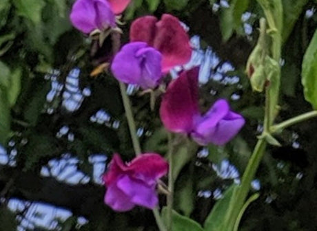 Sweet Pea Purple Pimpernell Seeds - Dandys Landscape Supplies