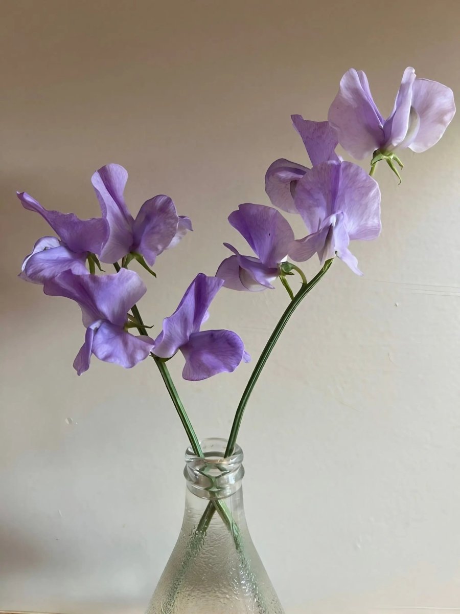 Sweet Pea Spencer Leamington Seeds - Dandys Landscape Supplies