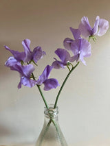 Sweet Pea Spencer Leamington Seeds - Dandys Landscape Supplies