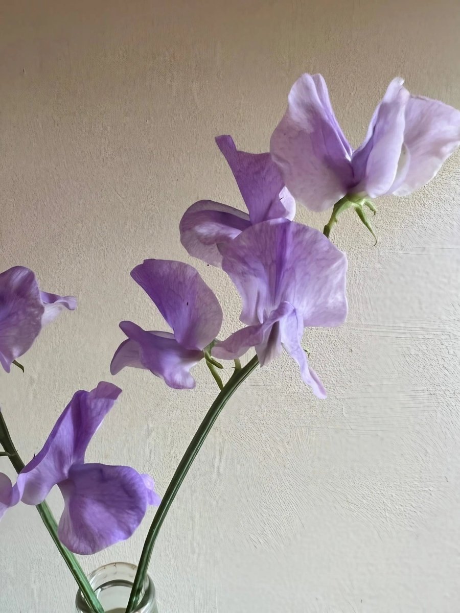 Sweet Pea Spencer Leamington Seeds - Dandys Landscape Supplies