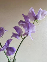 Sweet Pea Spencer Leamington Seeds - Dandys Landscape Supplies