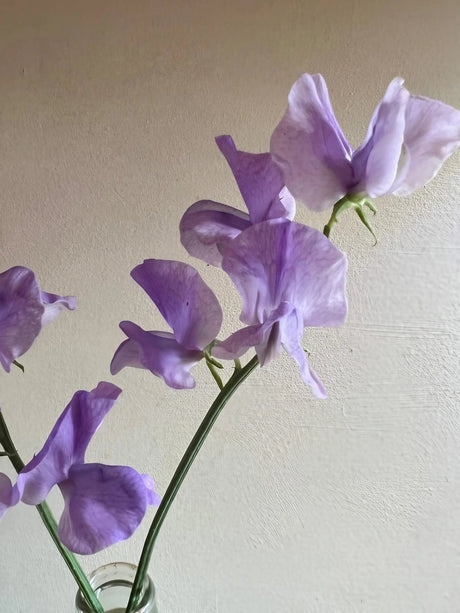 Sweet Pea Spencer Leamington Seeds - Dandys Landscape Supplies