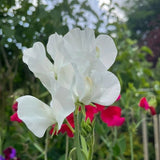 Sweet Pea Spencer Swan Lake Seeds - Dandys Landscape Supplies