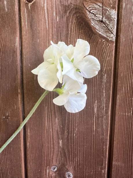 Sweet Pea Spencer Swan Lake Seeds - Dandys Landscape Supplies