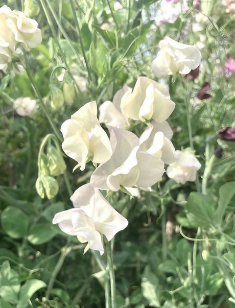 Sweet Pea Spencer Swan Lake Seeds - Dandys Landscape Supplies