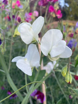 Sweet Pea Spencer Swan Lake Seeds - Dandys Landscape Supplies