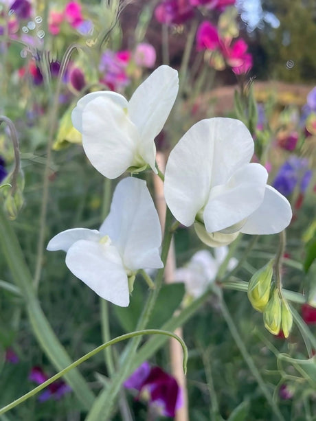 Sweet Pea Spencer Swan Lake Seeds - Dandys Landscape Supplies