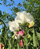 Sweet Pea Spencer Swan Lake Seeds - Dandys Landscape Supplies