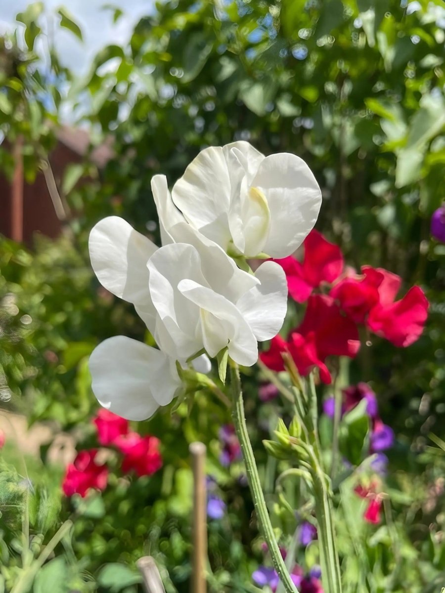 Sweet Pea Spencer Swan Lake Seeds - Dandys Landscape Supplies