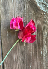 Sweet Pea Winston Churchill Seeds - Dandys Landscape Supplies